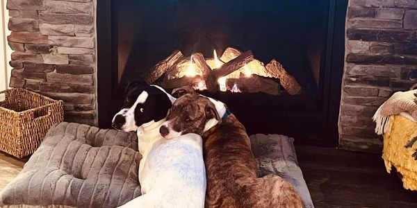 Dogs laying by a roaring fire