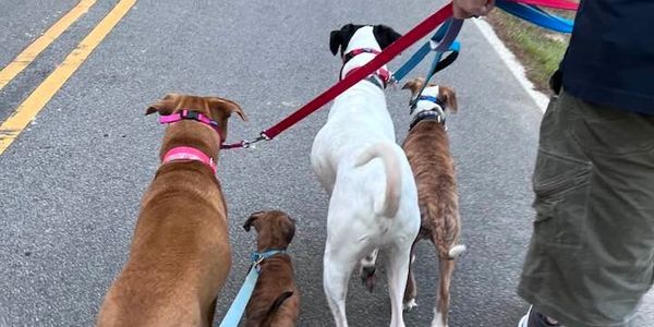 Four dogs walking on leashes