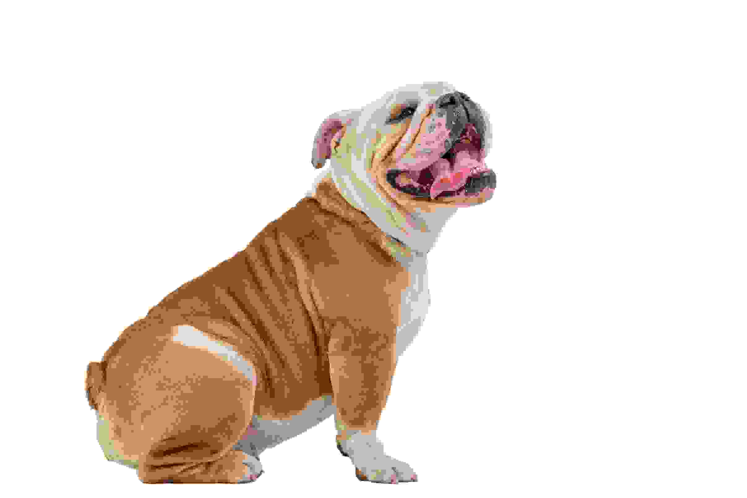 Pee Bee Healthy Dog Biscuits