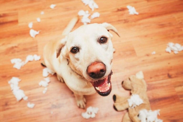 Happy dog surrounded by torn stuffing and a destroyed toy on wooden floor.