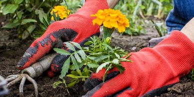 flower bed maintenance and planting