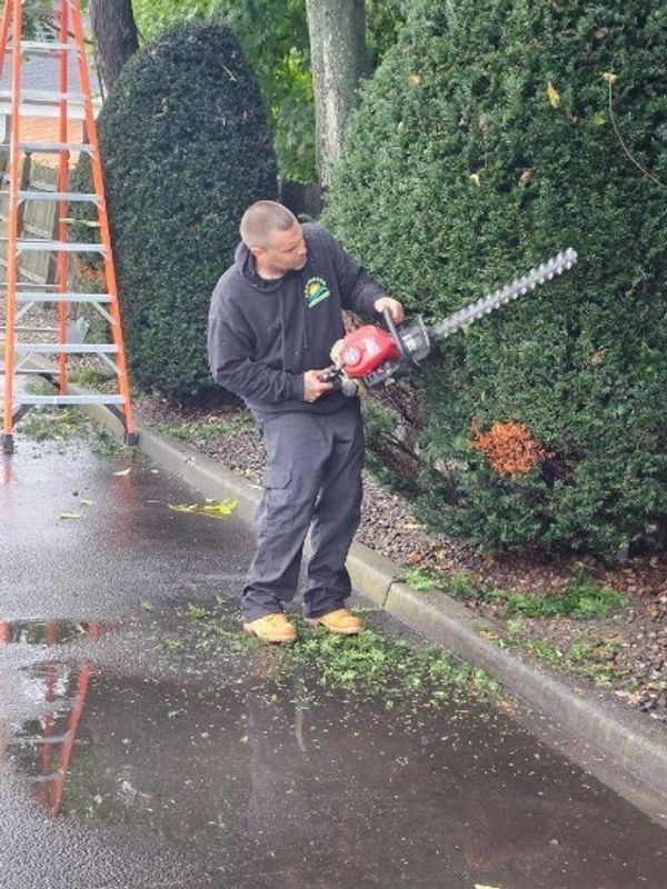 Hedge trimming by local landscaper Lakeshore Landscaping.