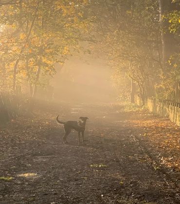 The lane on a lovely twilight evening.