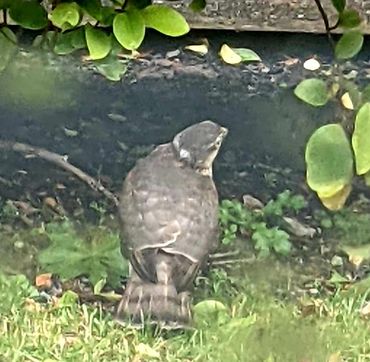 Peregrine Falcon nearby the field.