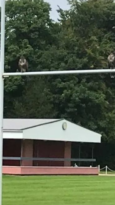 Buzzards sitting on the rugby bars on the field.