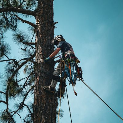 Climber Jacob Lankford in full gear and headed up to complete a pine tree removal.