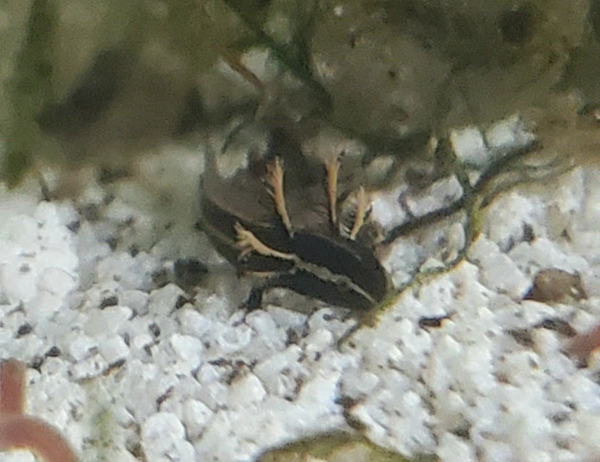 Pseudobranchus Striatus (Dwarf Siren)