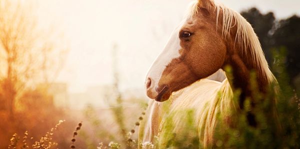 A potent combination of acupressure, massage and PEMF technology can do wonders for your horse! Cont