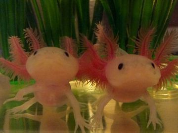 A Lot L Axolotls Pet Store Vaughan Toronto Canada