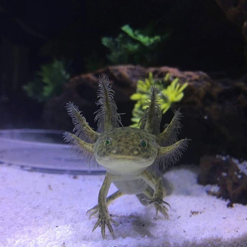 A Lot L Axolotls Axolotl For Sale Axolotl Pet Store A Lot L Axolotls