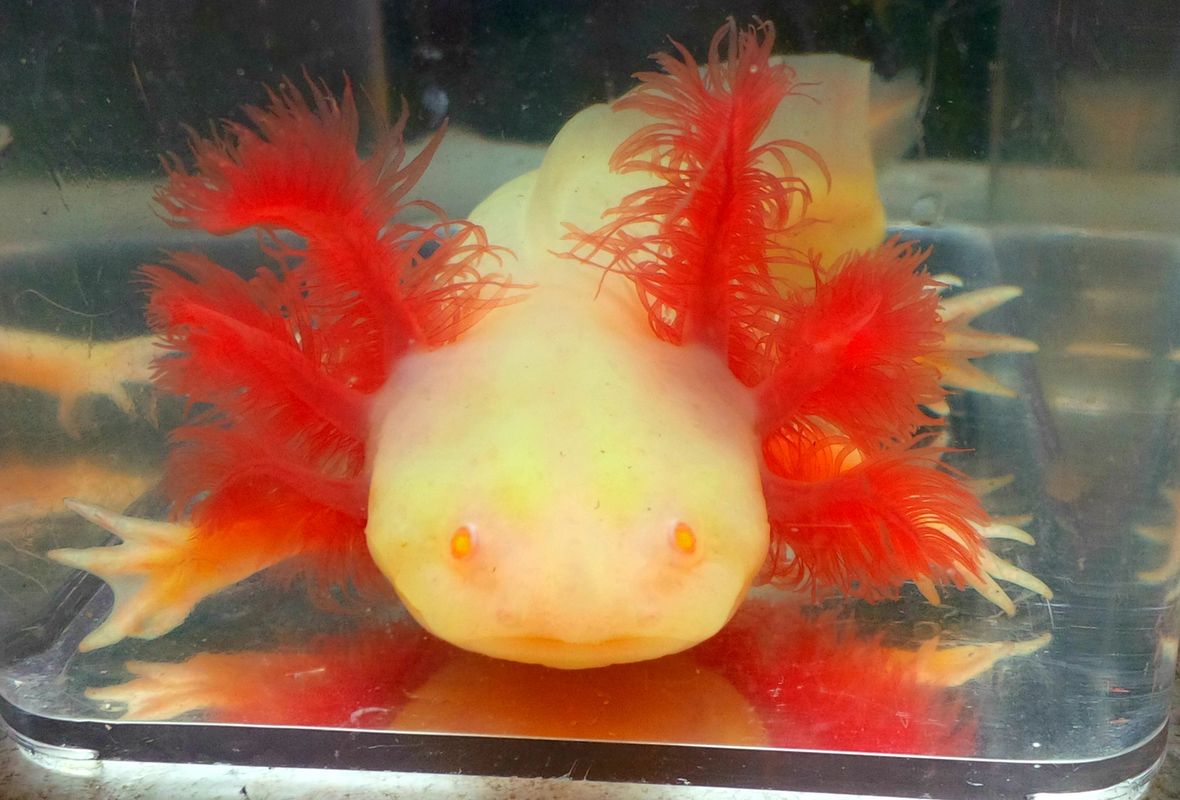 A Lot L Axolotls Axolotl For Sale Axolotl Pet Store A Lot L Axolotls