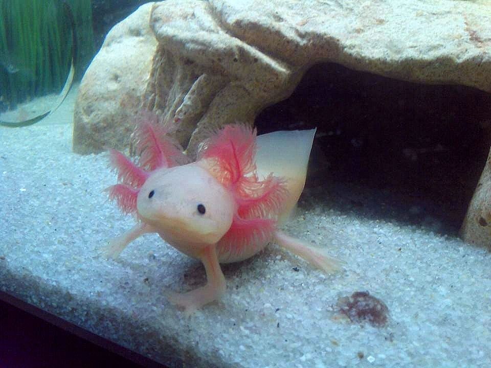 A Lot L Axolotls Axolotl For Sale Axolotl Pet Store A Lot L Axolotls