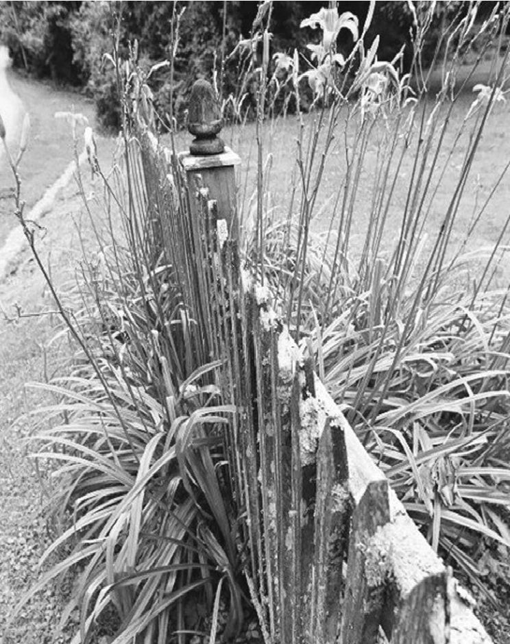 Black and white photograph of a wooden fence with tiger lilies beside it.

Photo Credit:  Hubs