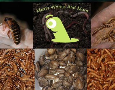 Matt's Worms And More 
We Ship Dubia Roaches, Superworms, Mealworms, and Worms