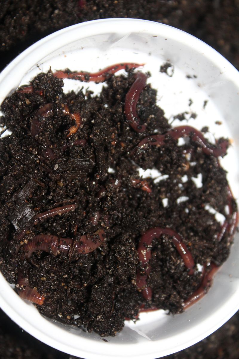Red Wigglers Worms)