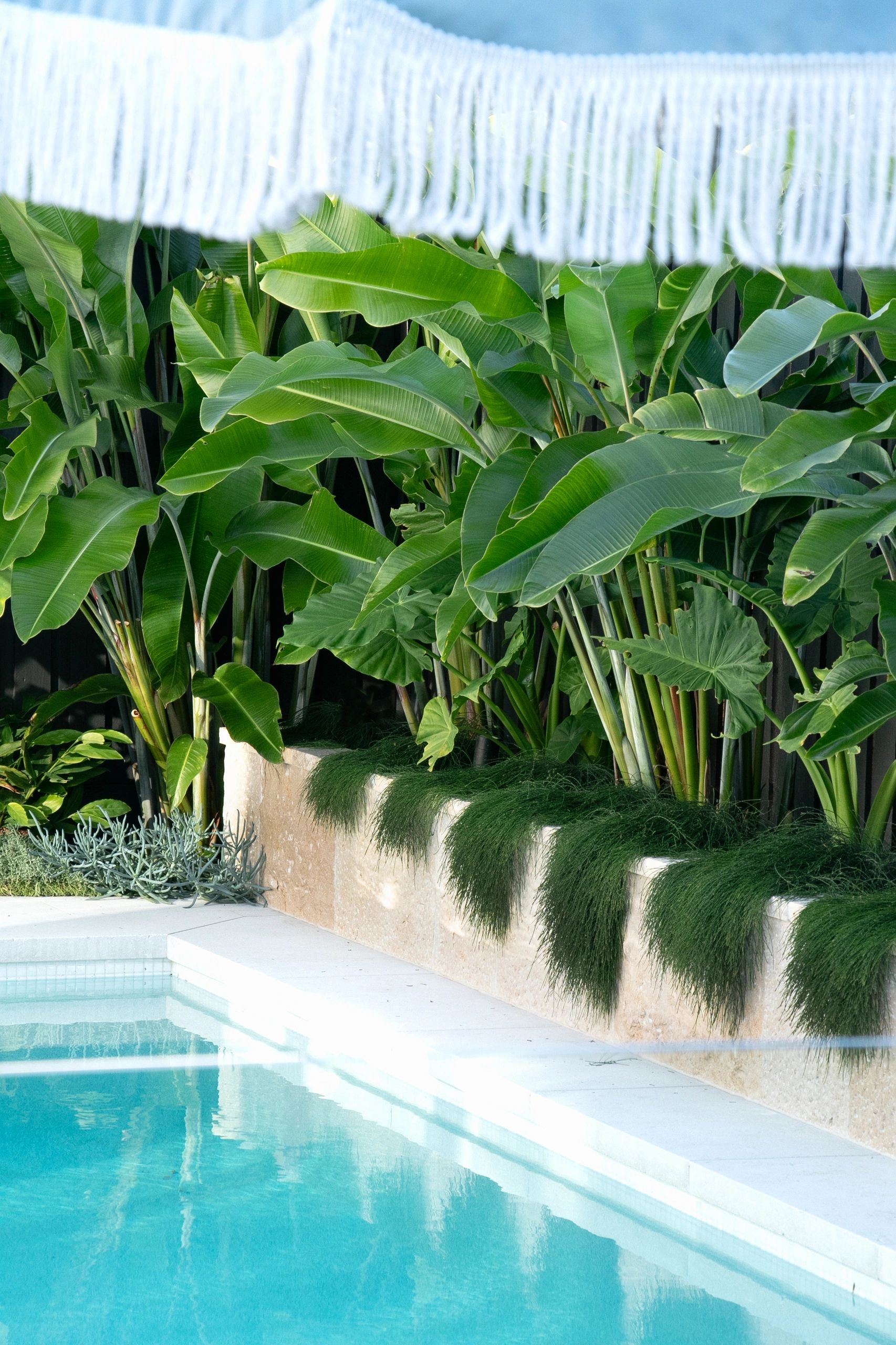 Lush green plants beside a clear swimming pool.