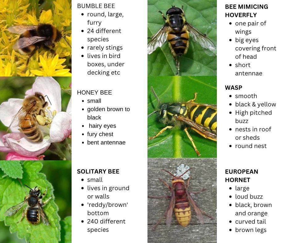 Bees of Many Sizes