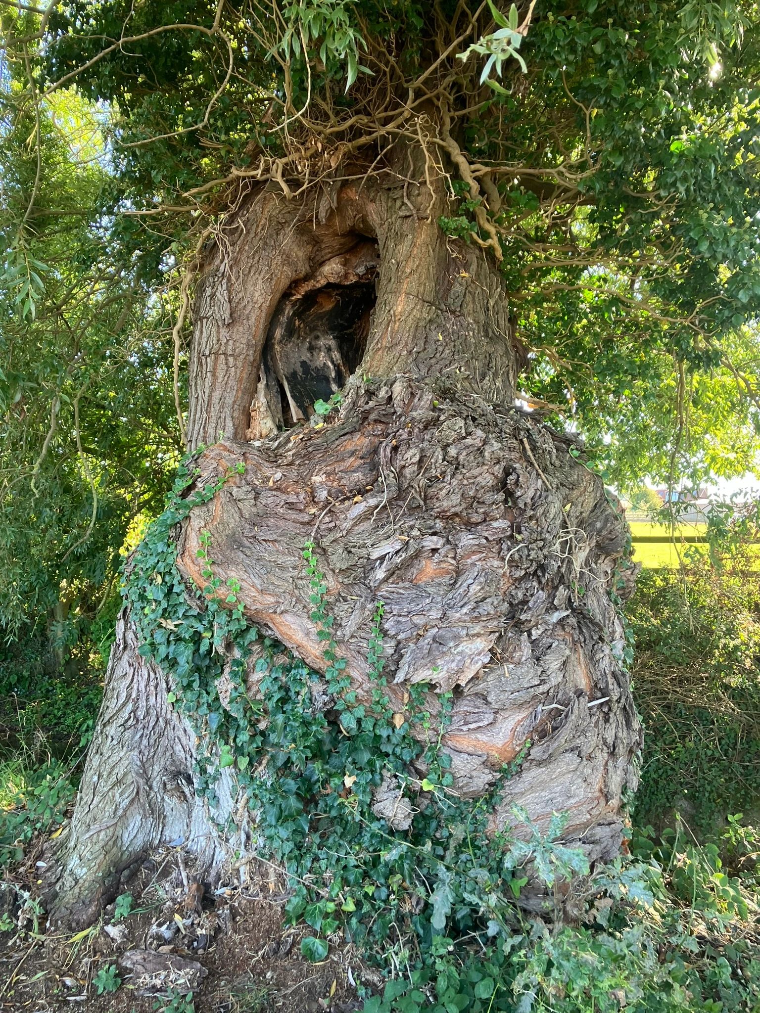 #Tree Thursday - Hollow Trees
