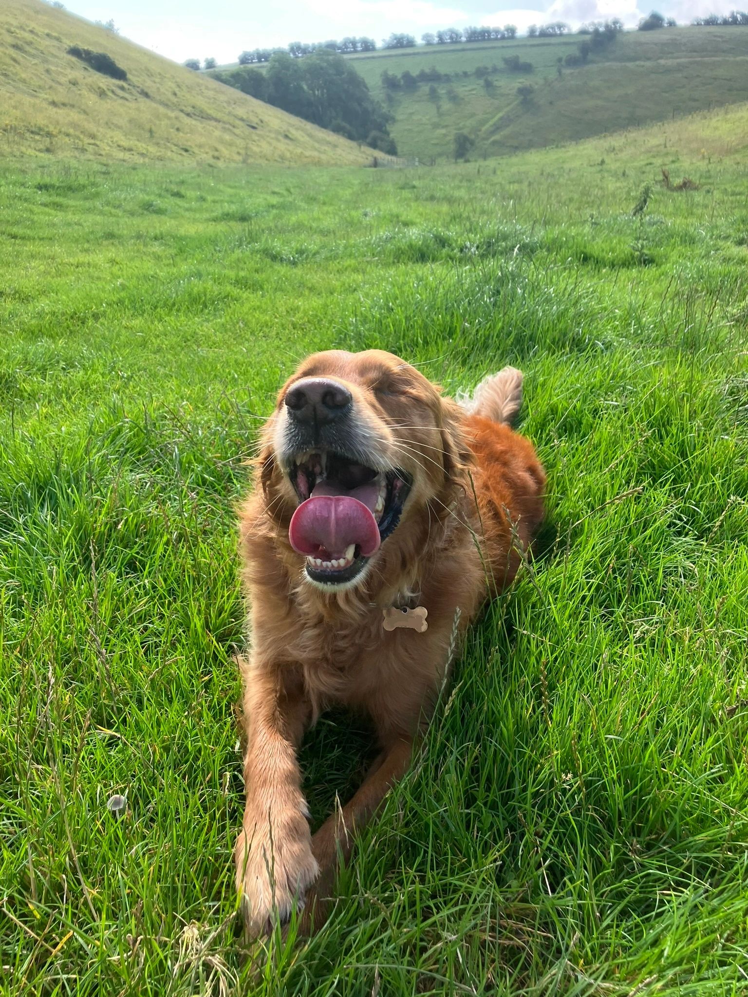 Bill in Holm Dale