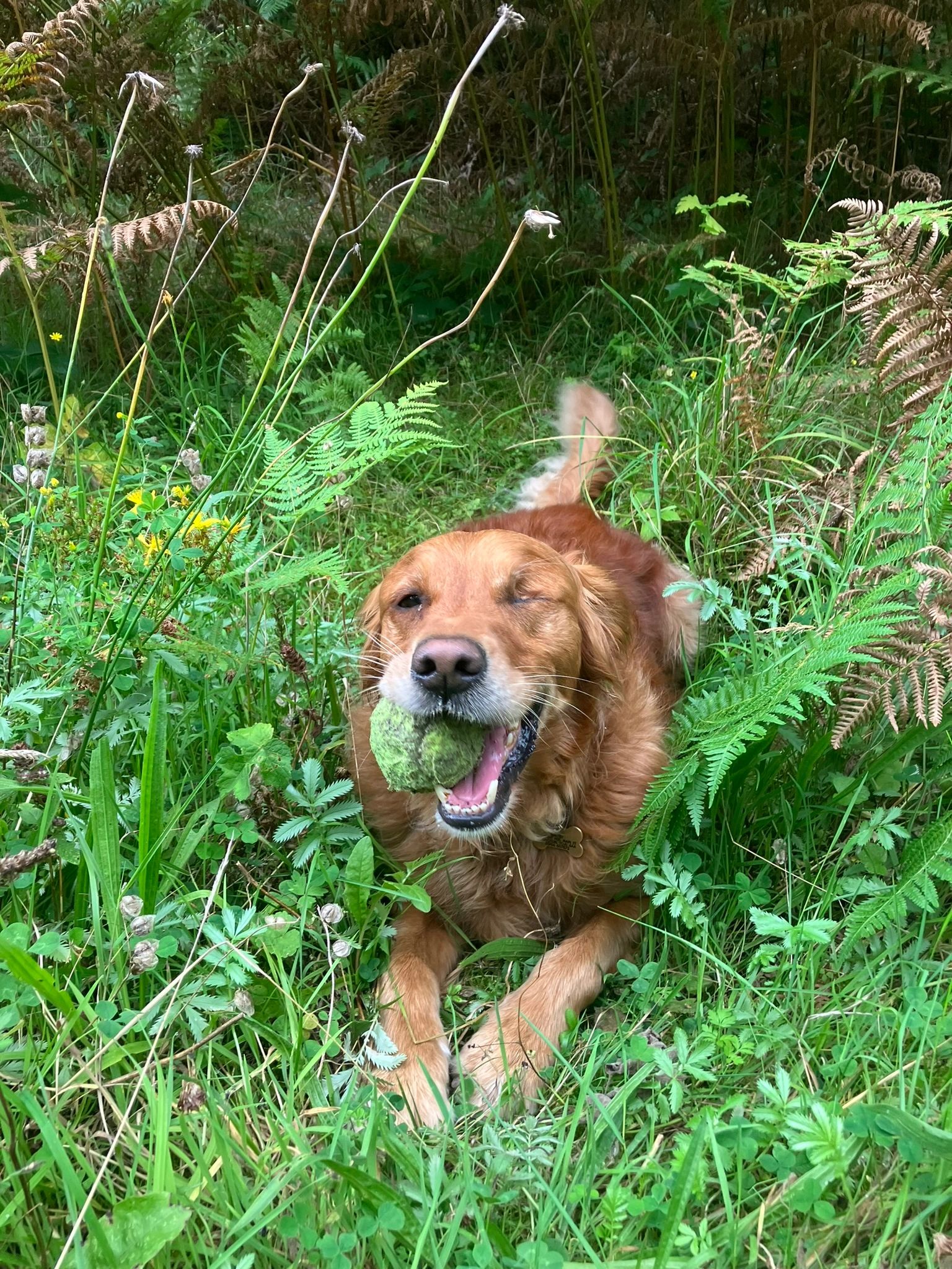 Bill in Allerthorpe Woods