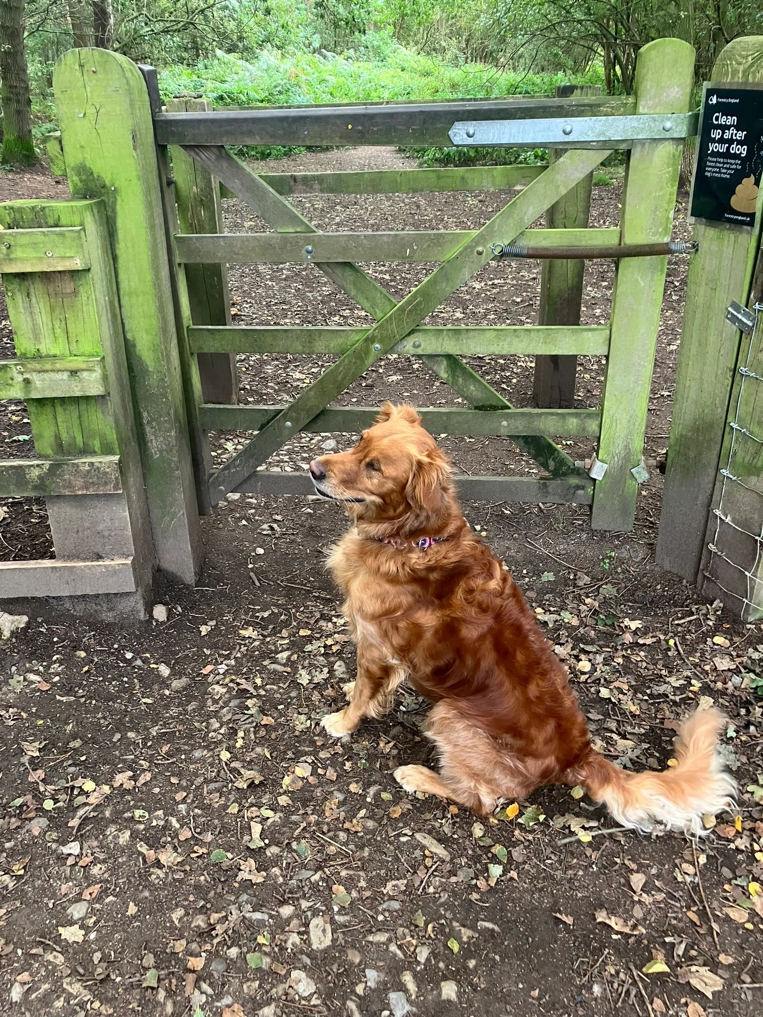 The gate to Allerthorpe Woods