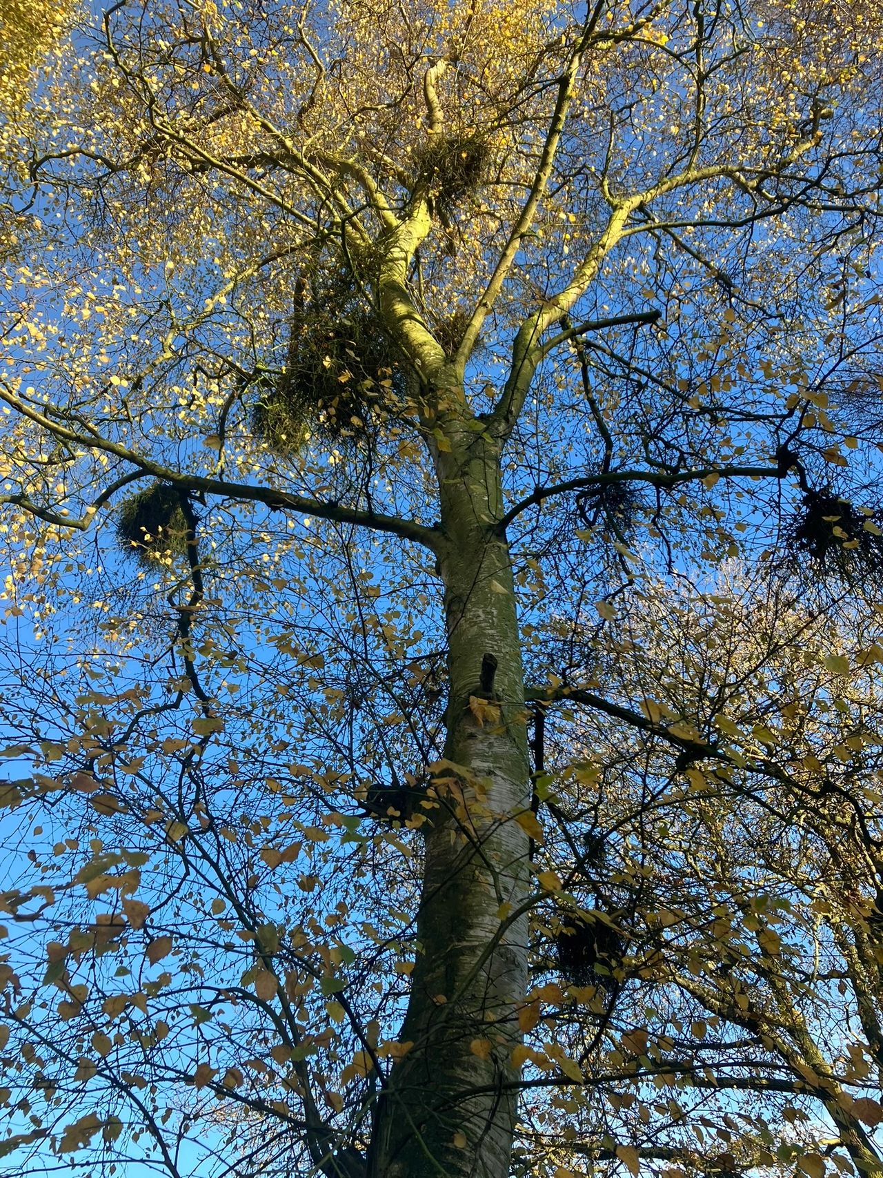 Unveiling Witch's Broom: A Curious Growth in the Trees
