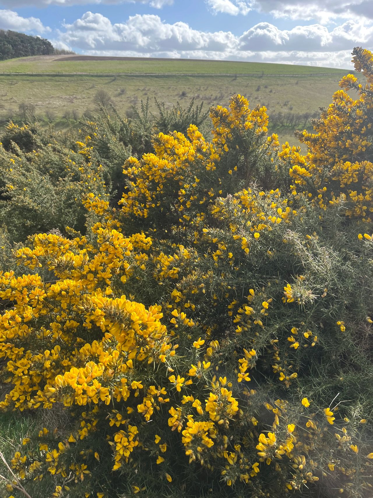 Golden Gorse