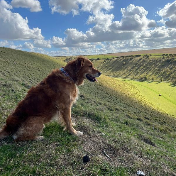 A dog sitting on a grassy hill overlooking a sunlit valley under a partly cloudy sky.