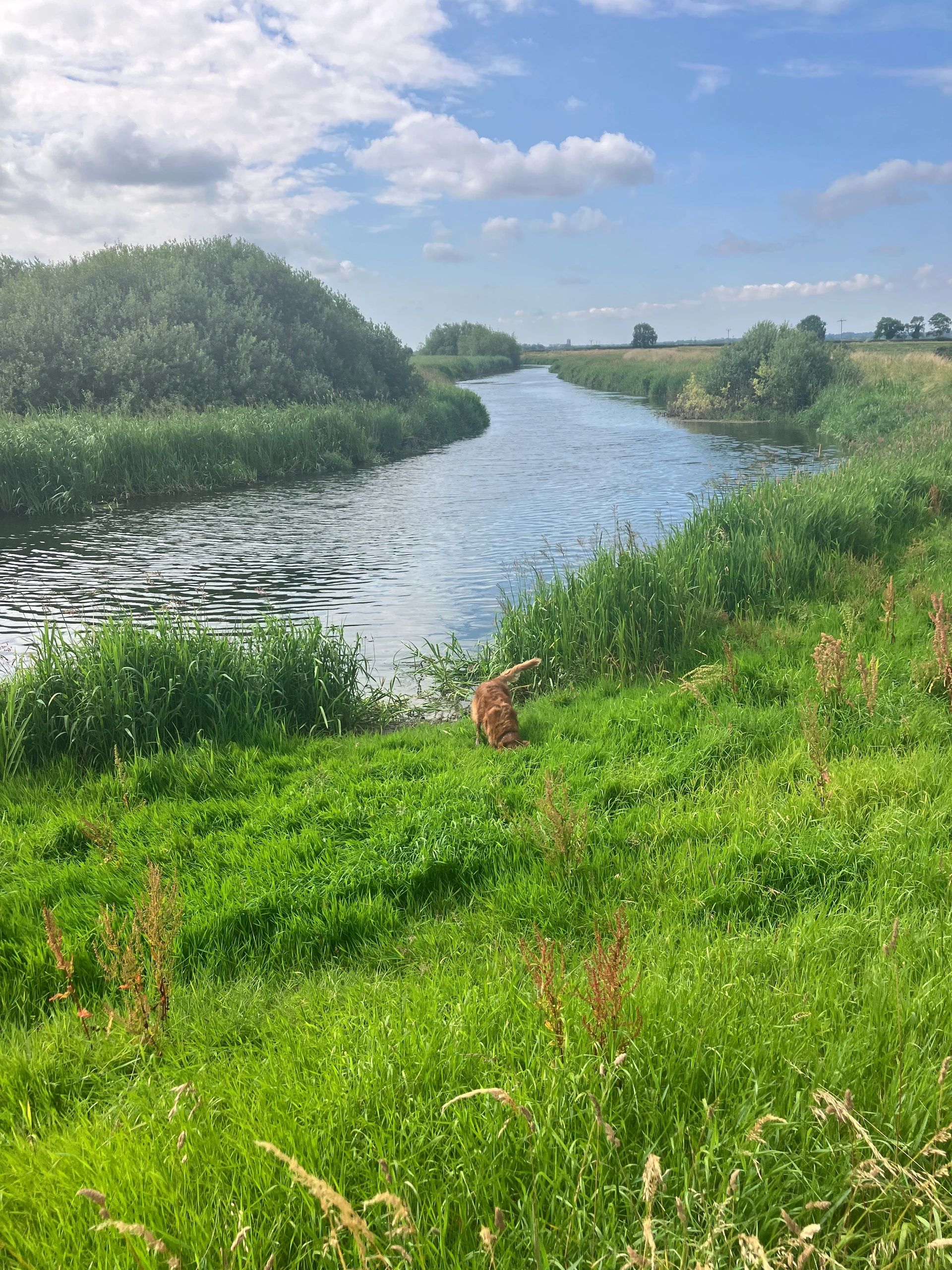A peaceful riverside scene with a dog sniffing the grass.