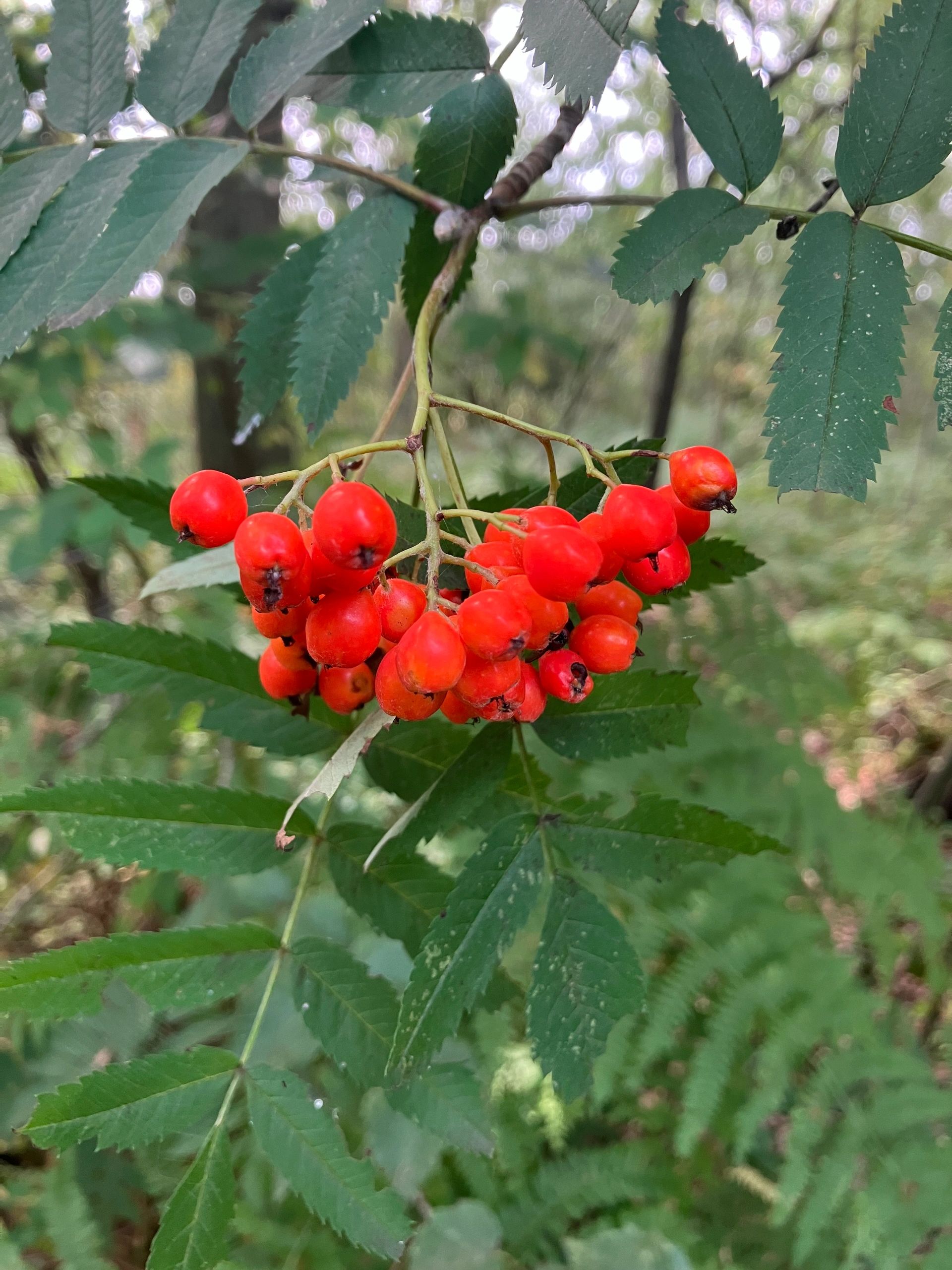 Rowan Tree Rituals The Rowan Tree: Myth and Magic