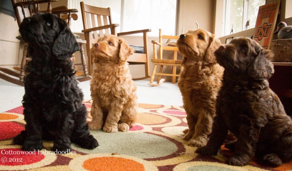 Cottonwood Labradoodles