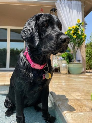 Meet Maggie:
She is a beautiful 83 lbs. 3-year-old AKC registered labrador retriever.  
