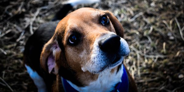 Scituate Animal Shelter - Animal Shelter, Animal Welfare Services Scituate Animal Shelter - Animal Shelter, Animal Welfare Services