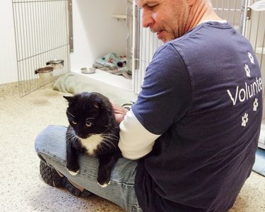 Volunteer gently holds a black and white cat in an animal shelter.