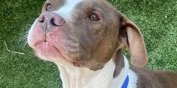 Close-up of a brown and white dog with a blue collar on grass.
