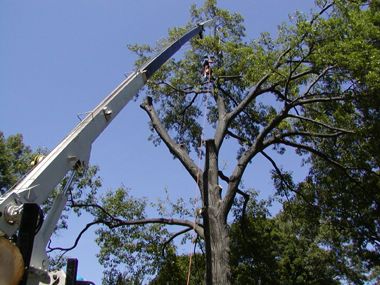 Emergency Tree Service Kennesaw