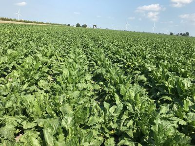 Sugar beet field in Chatham Ontario.