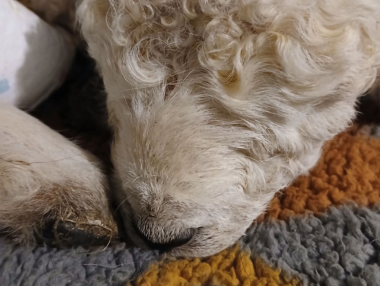 Wydra Baby Wren - Devon and Cornwall Longwool gimmer lamb 2025