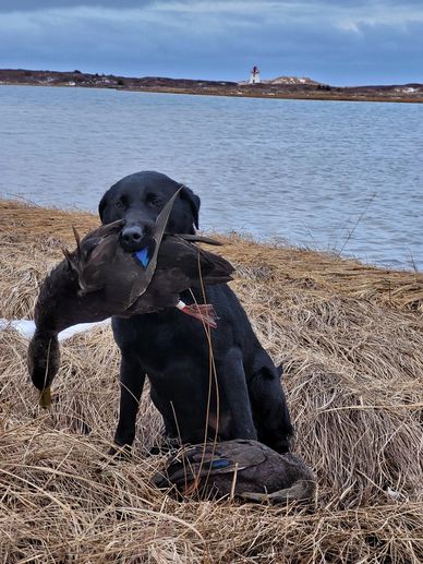 Labrador Retriever holding banded American Black Duck