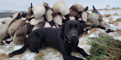 Labrador Retriever in front of hunted Canada Geese