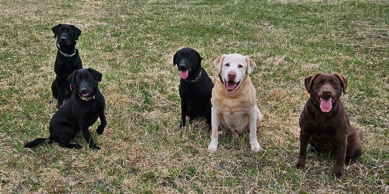 Five Labrador retrievers sitting on grass.