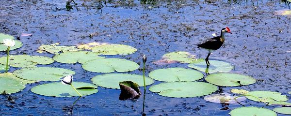 "Jesus bird" on lily pad, Australia, 2005