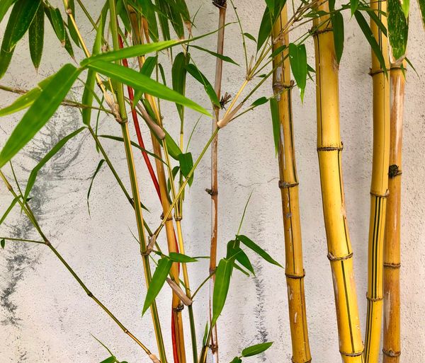 Bamboo plants