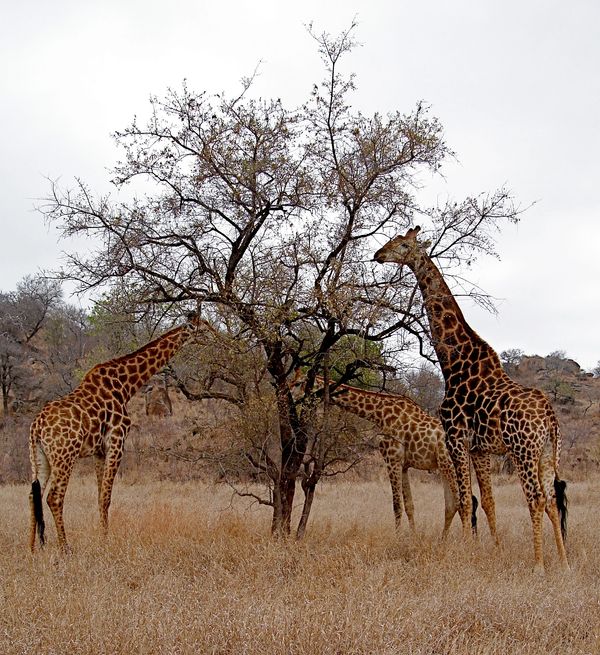 South African giraffes enjoying a snack