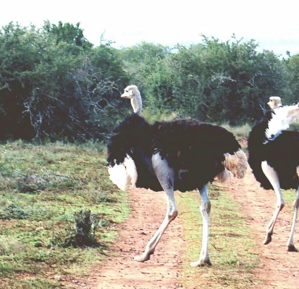 Ostriches, South Africa