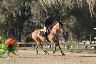 Horse cantering up to a jump.
