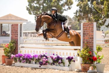 Bay horse jumping over a white jump with purple flowers.