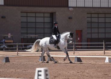 Grey horse showing in dressage.