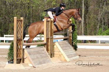 Bay horse jumping in a Hunter Derby.