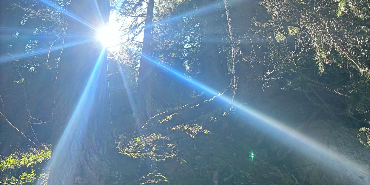 Sunlight beams piercing through a dense forest.